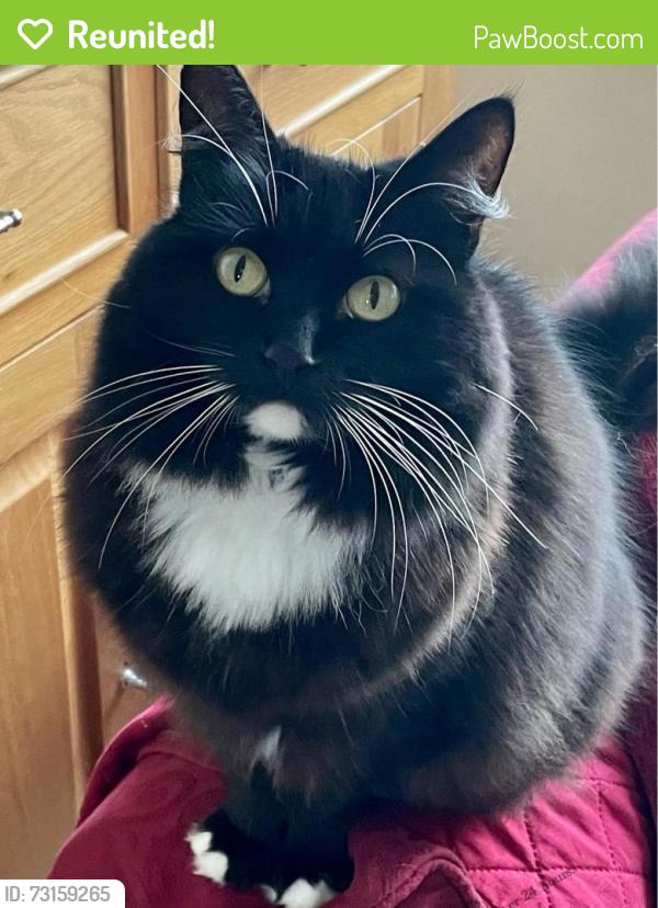 Reunited Female Cat last seen Parkland Way, Thornbury, Thornbury, England 