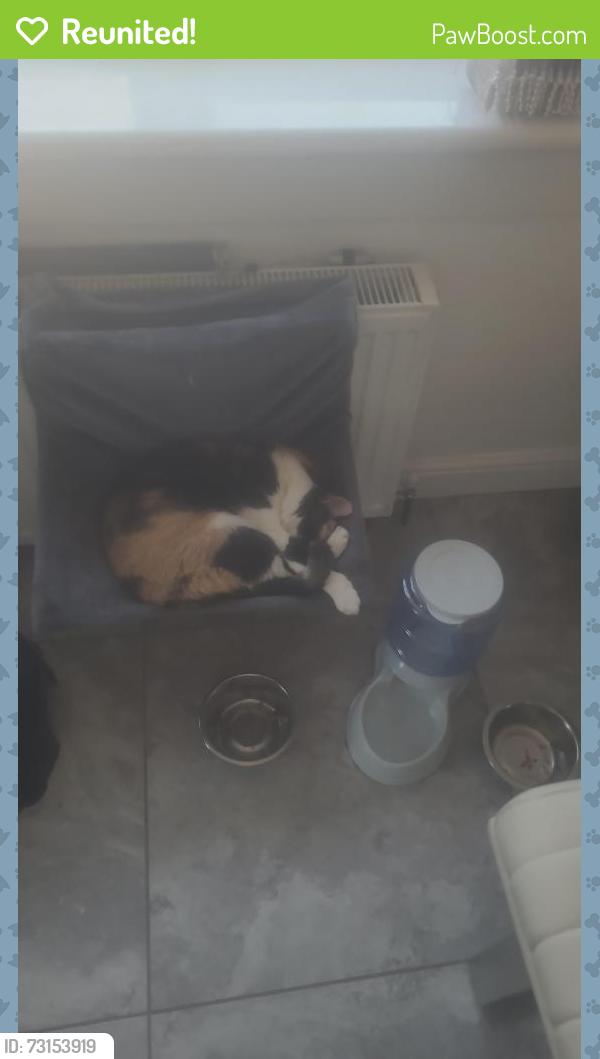 Reunited Female Cat last seen She got out the back door she is a hse cat who is unfamiliar with the area, Glasgow City, Scotland G32 9NG