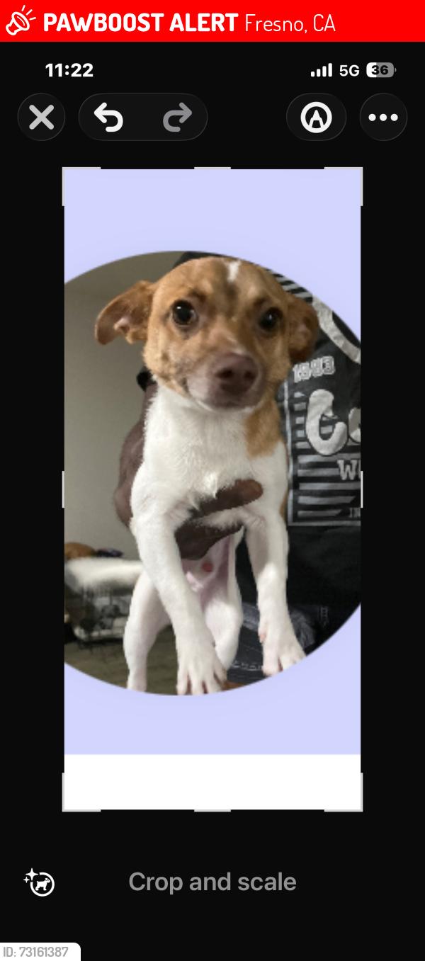 Lost Male Dog last seen Winery and Tulare, Fresno, CA 93727