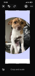 Lost Male Dog last seen Winery and Tulare, Fresno, CA 93727