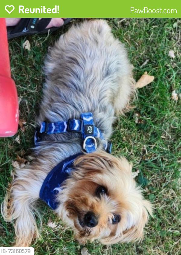 Reunited Female Dog last seen Robertson and greenwood, Lansing, MI 48915