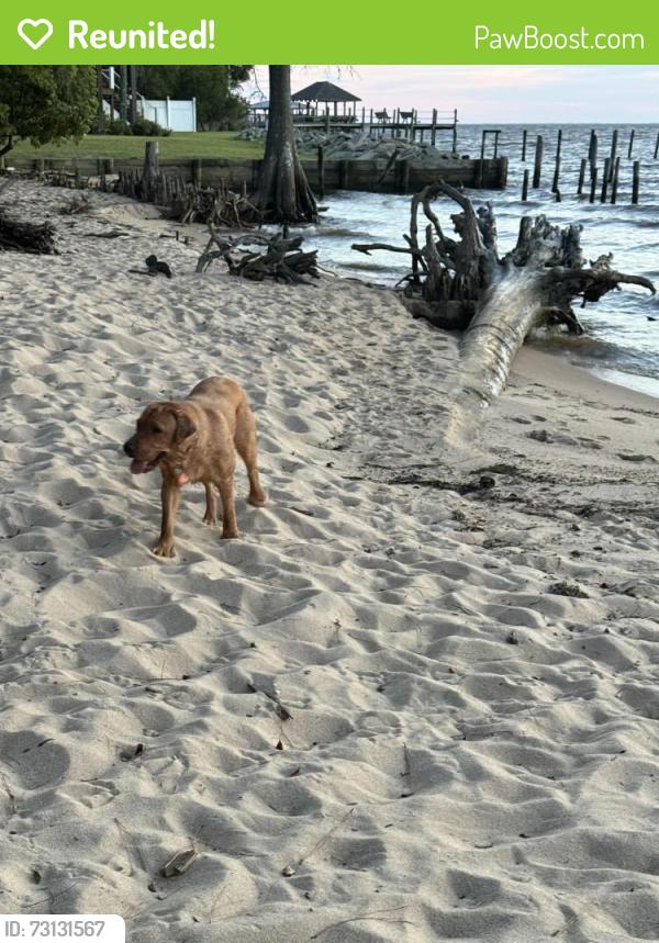 Reunited Male Dog last seen Pier, Fairhope, AL 36532
