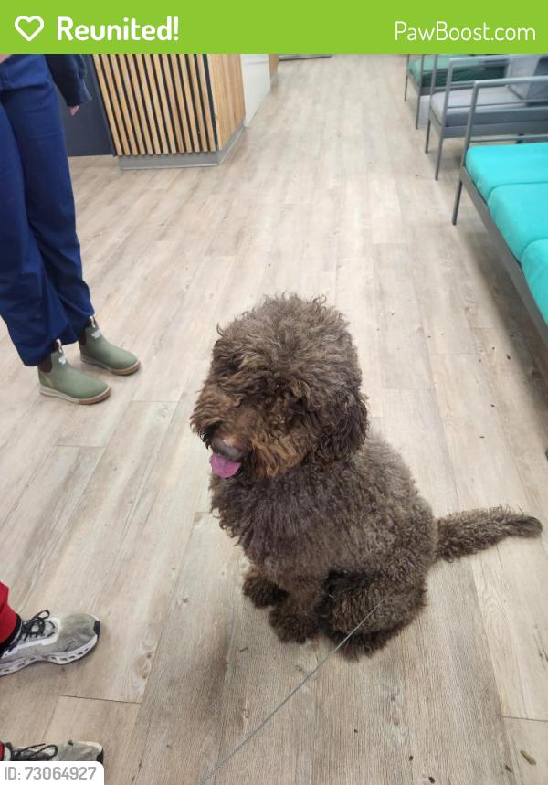 Reunited Female Dog last seen Veterans hosp, by the bridge, Tuscaloosa, AL 35404