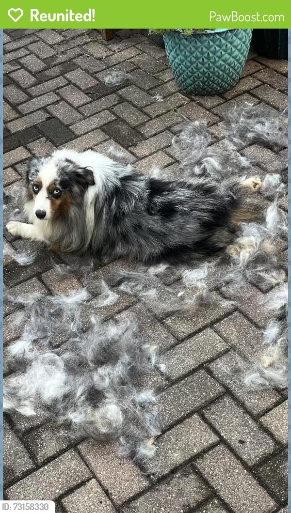 Reunited Male Dog last seen Near Branford St and Stanhope St, Carmel, IN 46032