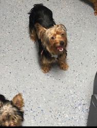 Reunited Male Dog last seen Atlantic, Margate, FL 33063