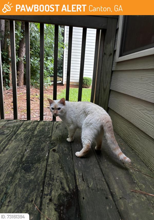 Found/Stray Unknown Cat last seen Broughton Dr, Canton, GA, Canton, GA 30114