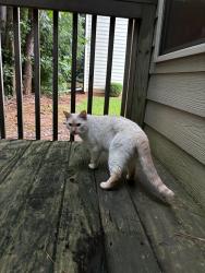 Found/Stray Unknown Cat last seen Broughton Dr, Canton, GA, Canton, GA 30114