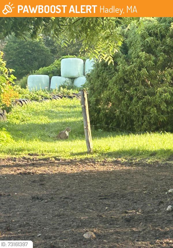 Found/Stray Unknown Cat last seen Flayvors of Cook Farm, Hadley, MA 01035