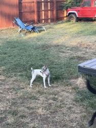 Found/Stray Male Dog last seen Argo Park, Denver, CO 80216