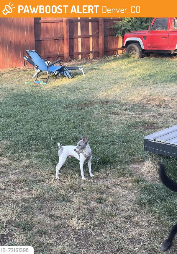 Found/Stray Male Dog last seen Argo Park, Denver, CO 80216