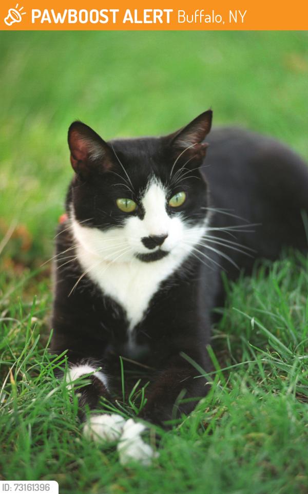 Found/Stray Unknown Cat last seen A little down the road from Hoffman Automotive and Collision on Elm St in downtown Buffalo., Buffalo, NY 14203