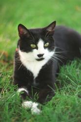 Found/Stray Unknown Cat last seen A little down the road from Hoffman Automotive and Collision on Elm St in downtown Buffalo., Buffalo, NY 14203