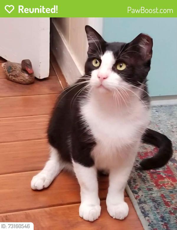 Reunited Male Cat last seen 3rd Ave W & 15th St Ct W, Bradenton, FL 34205