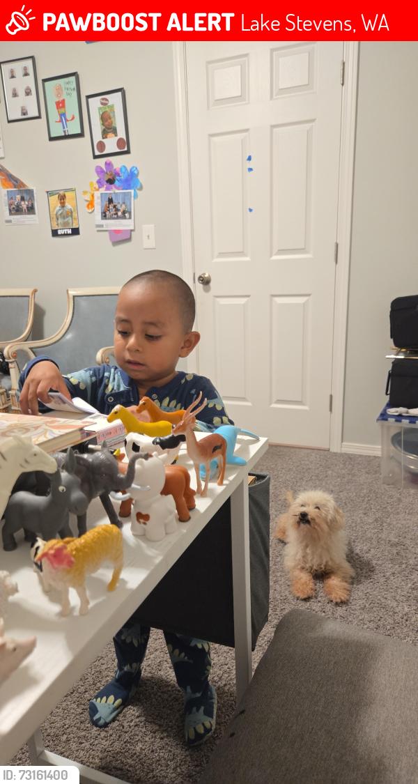 Lost Male Dog last seen 14th pl se, Lake Stevens, WA 98258