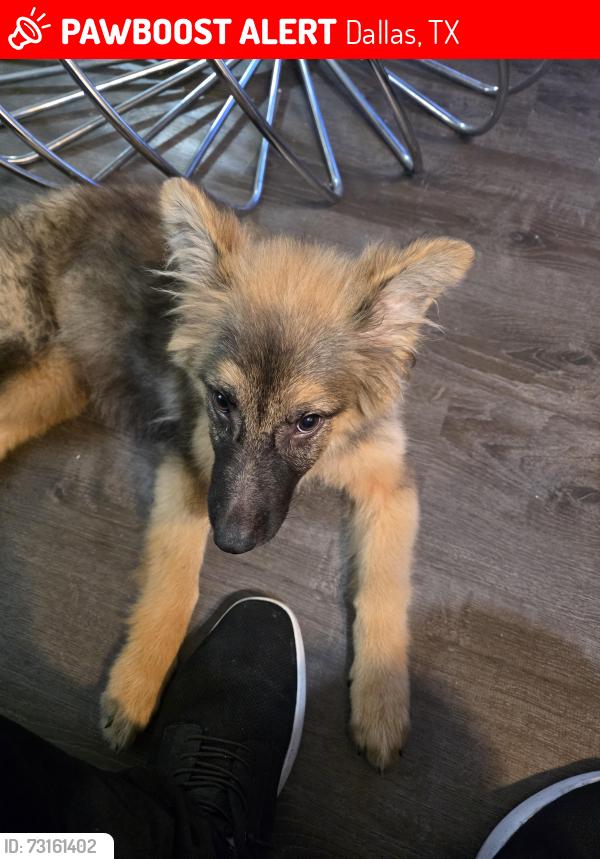 Lost Female Dog last seen Hawthorne, Dallas, TX 75219