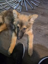 Lost Female Dog last seen Hawthorne, Dallas, TX 75219