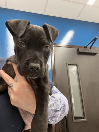 Shelter Stray Male Dog last seen Near - 16B Landry, Dr SW, Atlanta, GA, 1251 Fulton Industrial Blvd NW, Atlanta, GA 30336, USA