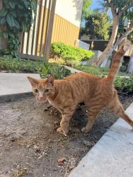 Found/Stray Female Cat last seen Apt 57, Tustin, CA 92780