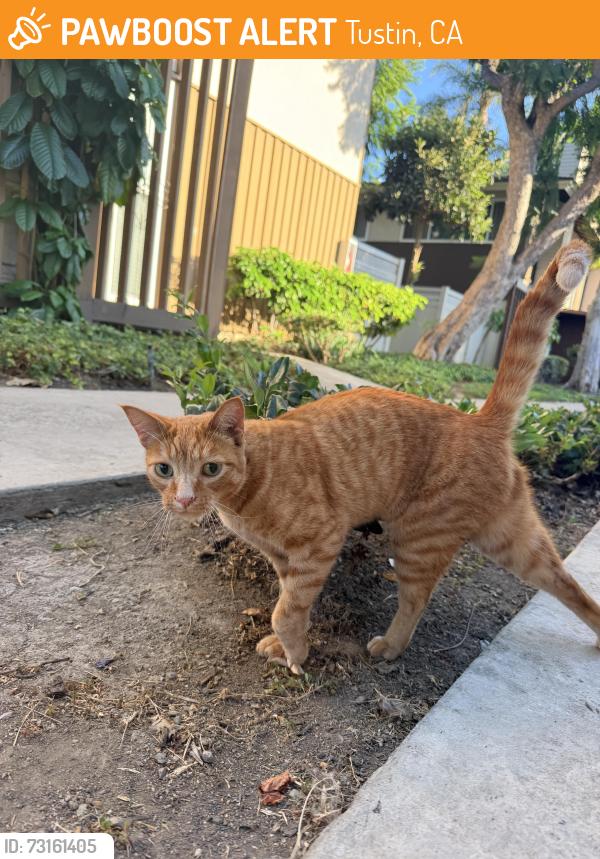 Found/Stray Female Cat last seen Apt 57, Tustin, CA 92780