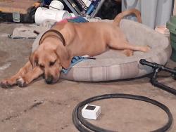 Reunited Male Dog last seen Hwy 70, Okeechobee, FL 34972