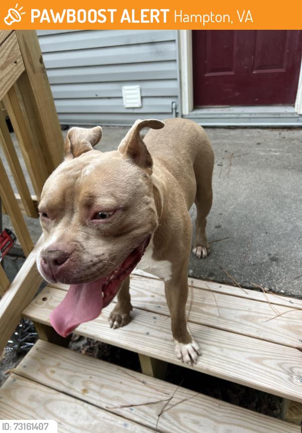 Found/Stray Male Dog last seen Edson Terr Hampton, VA 23663 United States, Hampton, VA 23663