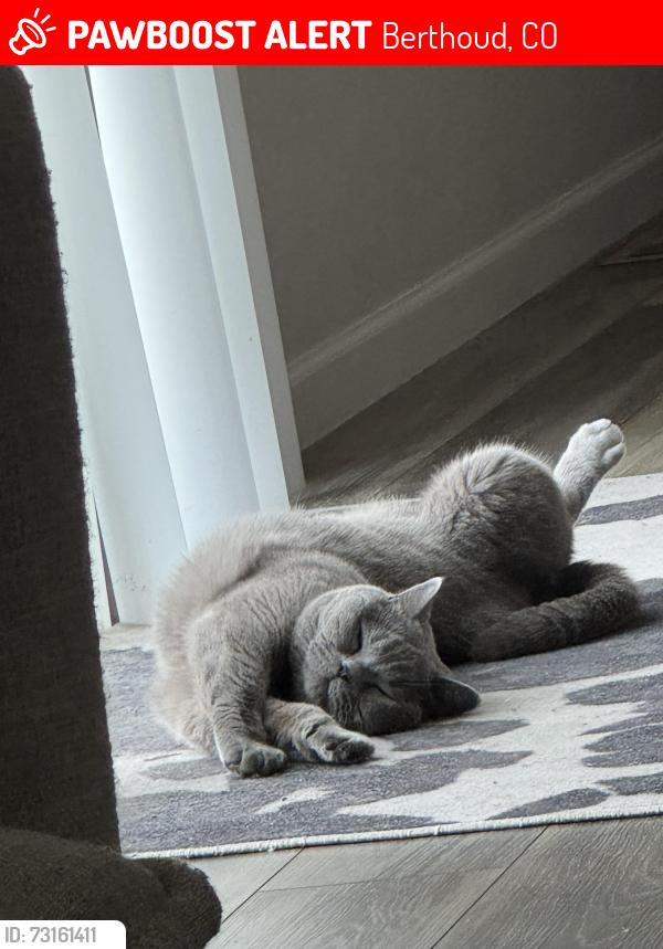 Lost Male Cat last seen Barnswallow, Berthoud, CO 80513