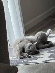 Lost Male Cat last seen Barnswallow, Berthoud, CO 80513