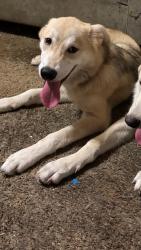 Reunited Male Dog last seen Perla rd and strawberry, Pasadena, TX 77502