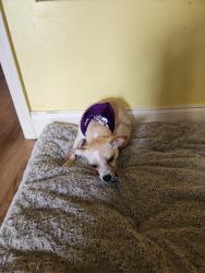 Lost Female Dog last seen Westwood elementary, Memphis, TN 38109