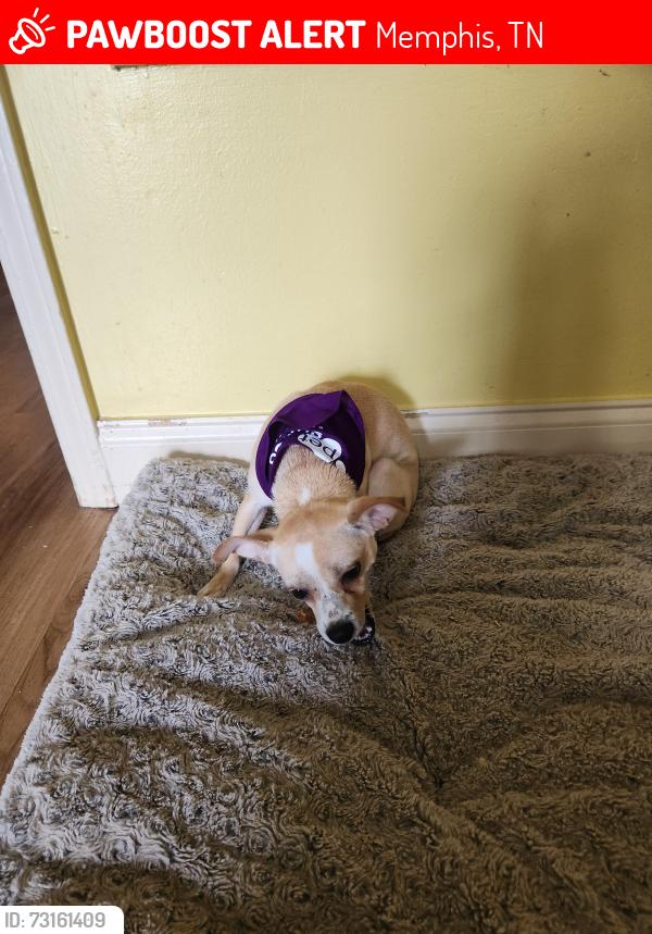 Lost Female Dog last seen Westwood elementary, Memphis, TN 38109