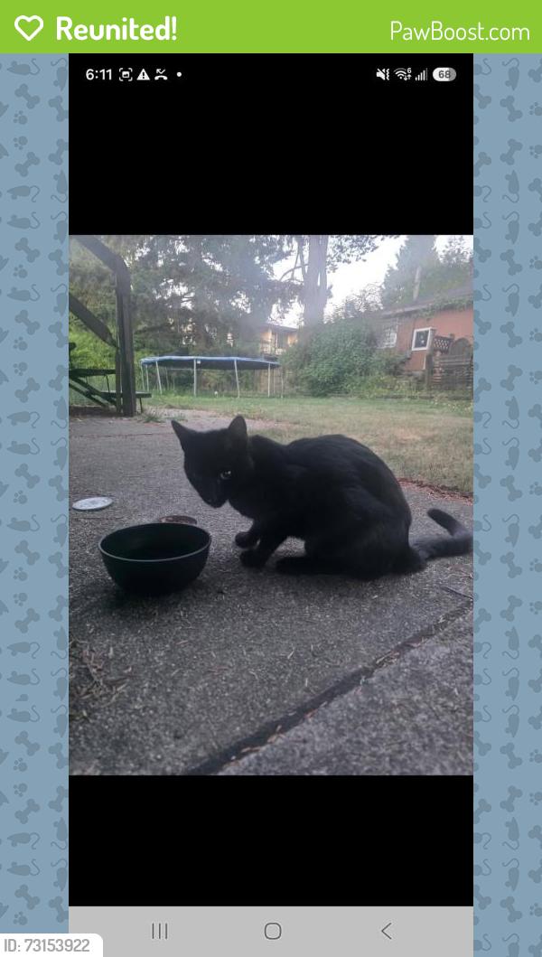 Reunited Male Cat last seen 112th 80th north delta, Delta, BC 