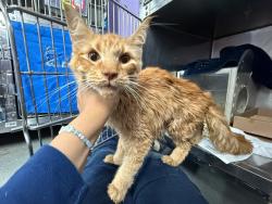 Shelter Stray Male Cat last seen Near Jacobus Place, BRONX, NY, 10463, 326 E 110th St, New York, NY 10029, USA