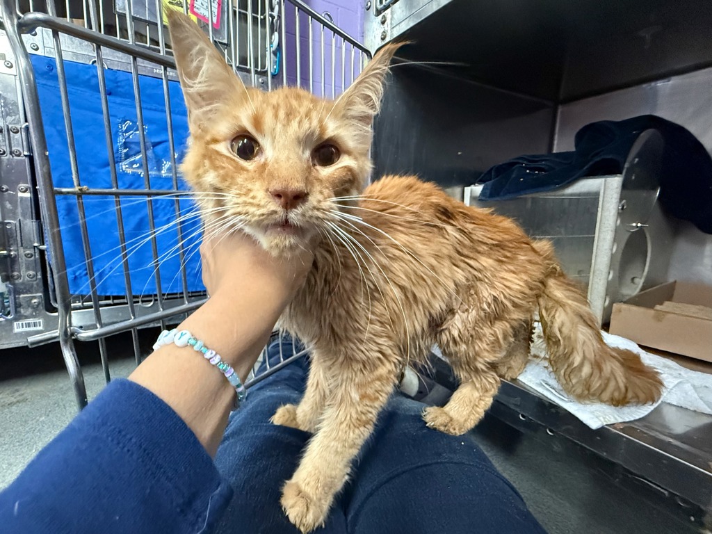 Shelter Stray Male Cat last seen Near Jacobus Place, BRONX, NY, 10463, 326 E 110th St, New York, NY 10029, USA