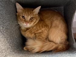 Shelter Stray Male Cat last seen Near Wilder Avenue, BRONX, NY, 10466, 326 E 110th St, New York, NY 10029, USA