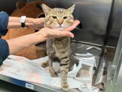 Shelter Stray Male Cat last seen Apt 5F,37 Payson Avenue, NEW YORK, NY, 10034, 326 E 110th St, New York, NY 10029, USA