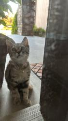 Found/Stray Female Cat last seen West 163rd Terrace & Brougham, Olathe, KS 66062