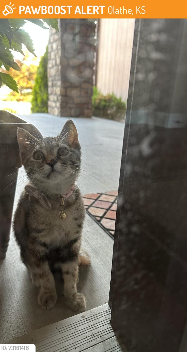 Found/Stray Female Cat last seen West 163rd Terrace & Brougham, Olathe, KS 66062