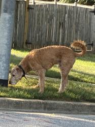Found/Stray Unknown Dog last seen Dorsey, Laurel, MD 20707