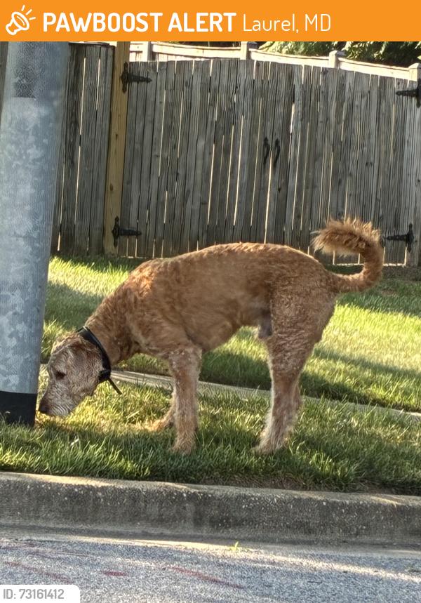 Found/Stray Unknown Dog last seen Dorsey, Laurel, MD 20707