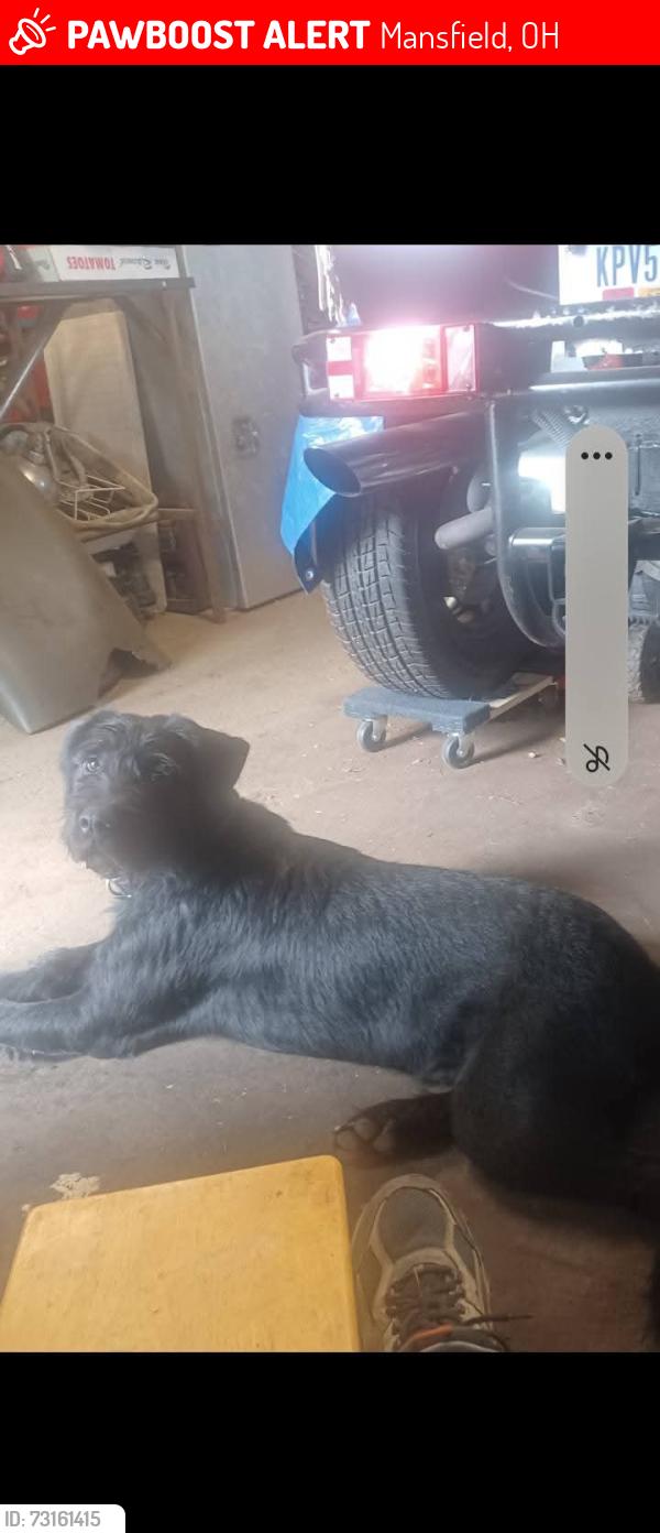 Lost Female Dog last seen Close to Job and family services on park ave Mansfield ohio, Mansfield, OH 44902