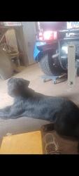 Lost Female Dog last seen Close to Job and family services on park ave Mansfield ohio, Mansfield, OH 44902