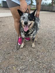 Found/Stray Male Dog last seen Palo Verde Park Mann/Lehigh, Tucson, AZ 85710