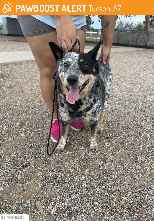 Found/Stray Male Dog last seen Palo Verde Park Mann/Lehigh, Tucson, AZ 85710