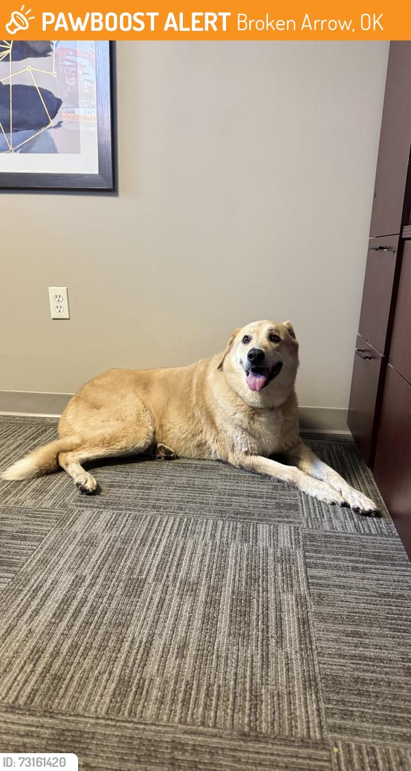 Found/Stray Female Dog last seen Near South 1st street Broken Arrow, OK 74012, Broken Arrow, OK 74012