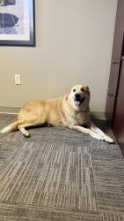 Found/Stray Female Dog last seen Near South 1st street Broken Arrow, OK 74012, Broken Arrow, OK 74012