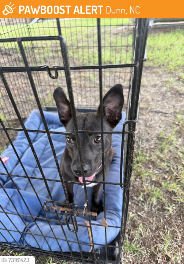 Found/Stray Male Dog last seen Hodges chapel road, Dunn, NC 28334