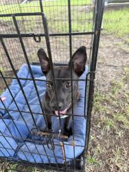 Found/Stray Male Dog last seen Hodges chapel road, Dunn, NC 28334