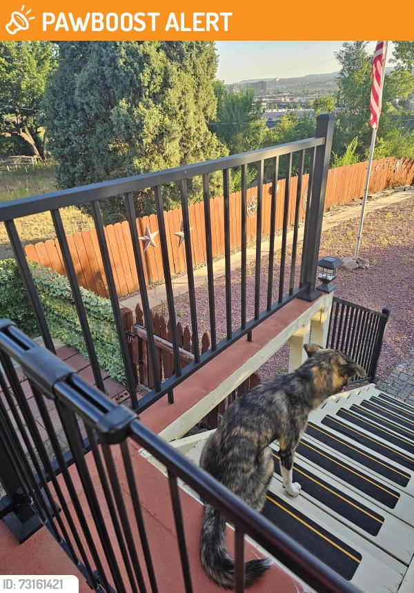 Found/Stray Female Dog last seen Venetucci boulevard, Colorado Springs, CO 80906