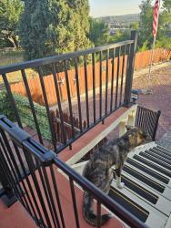Found/Stray Female Dog last seen Venetucci boulevard, Colorado Springs, CO 80906