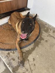 Found/Stray Female Dog last seen on my doorstep, Lemon Grove, CA 91945